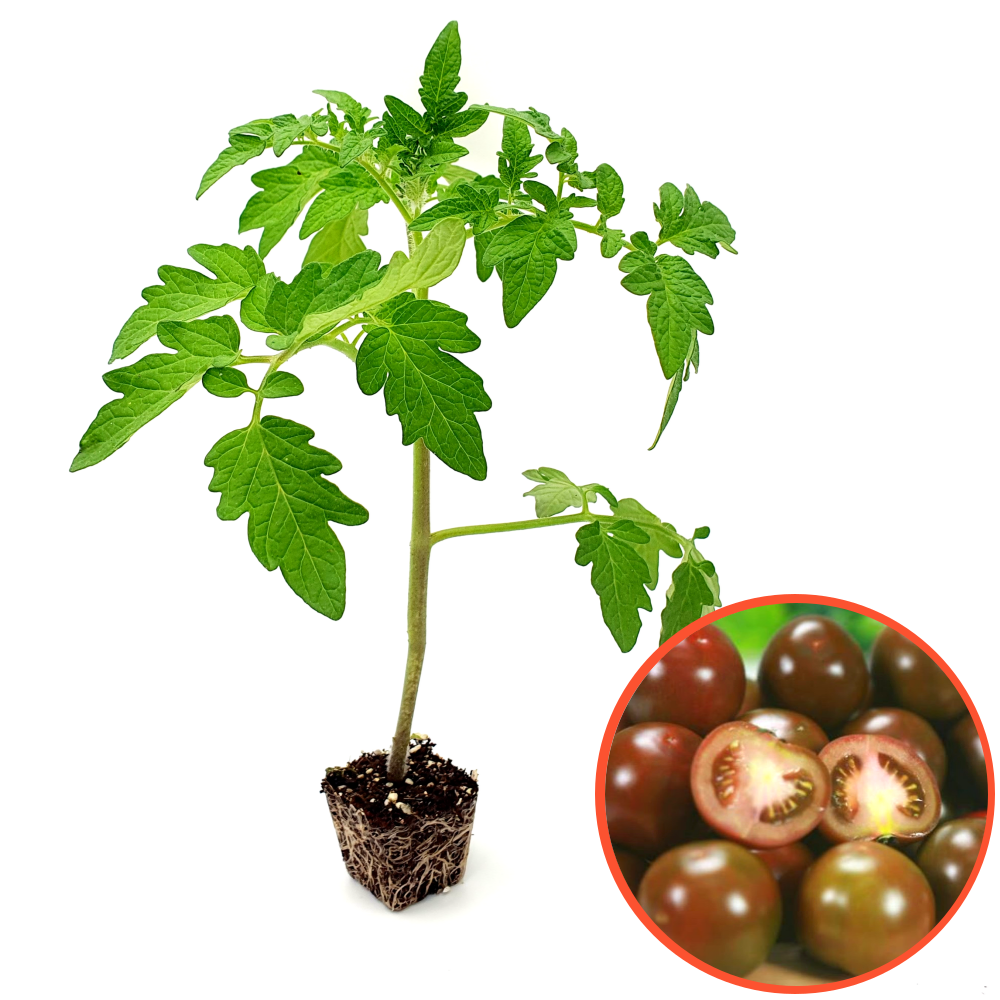 파머씨드 방울 토마토 모종 검정 블랙 검은 흑방울토마토 키우기, 1개 15,900원