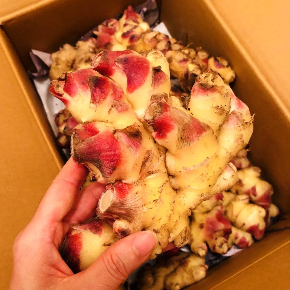 [싱싱다모아] 2025년 국내산 햇생강 흙 생강 1kg 5kg 10kg 43,000원