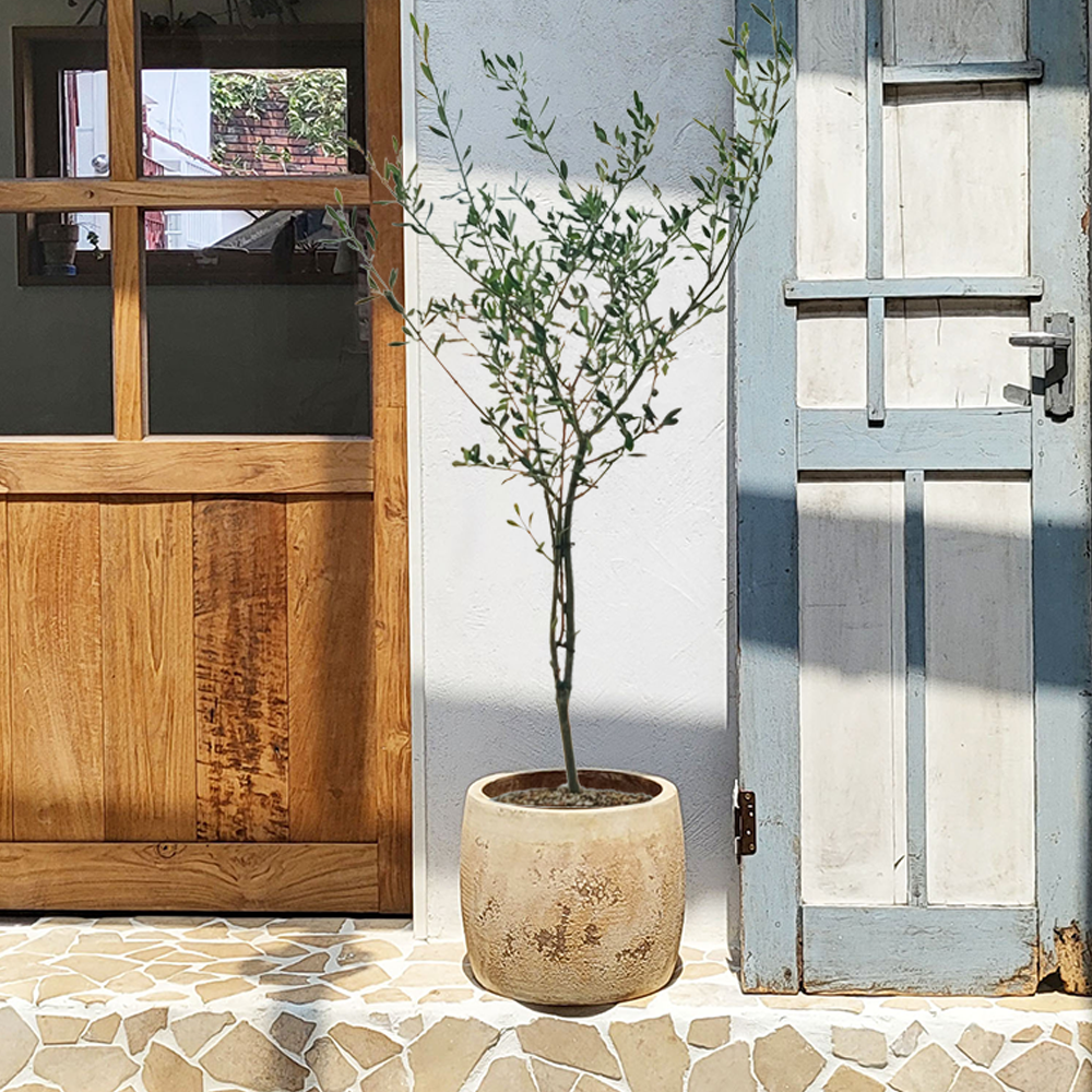 농원청년 vintage토분 키우기 쉬운 반려식물 대형 거실화분 개업식화분 당일배송 축하화환 실내공기정화식물 카페 테라스 인테리어식물 영전 승진축하화분 여인초 금전수 돈나무 꽃배달 179,000원