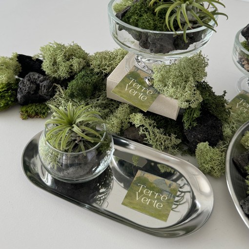 이오난사 미니트레이 set 스칸디아모스 이끼 식물오브제 집들이선물 미니화분 크리스마스트리 연말선물 새해선물 졸업입학선물, 1개 17,900원