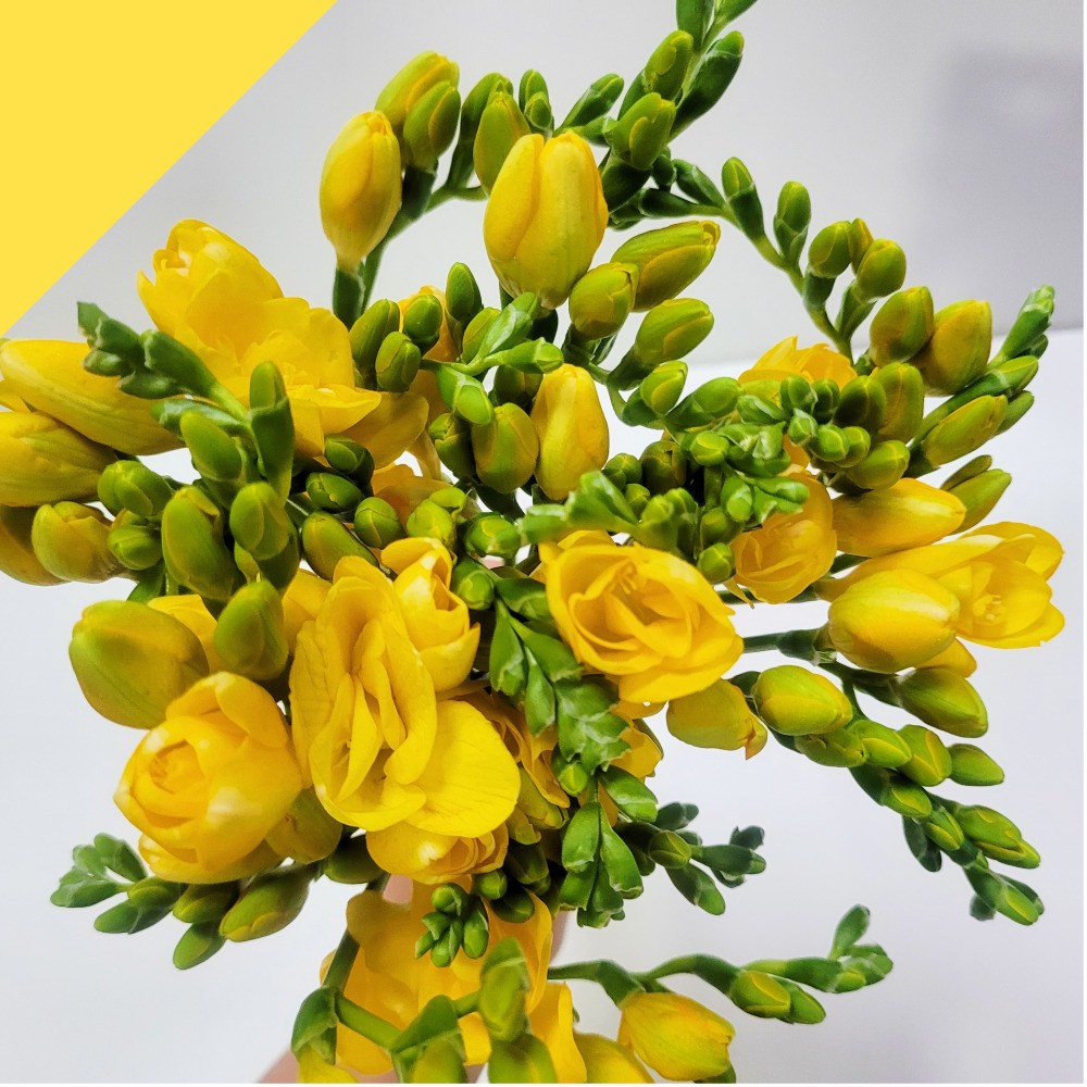 포유어러브 카네이션 한다발 생화택배 꽃정기구독 꽃다발 가정의 달 어버이날, 1개, 봄행사 프리지아 10줄기+10줄기 8,500원