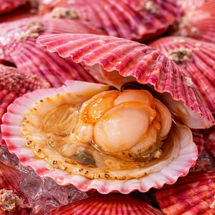 [당일조업] 통영 손세척 특품 홍가리비 1급청정해수 28,600원