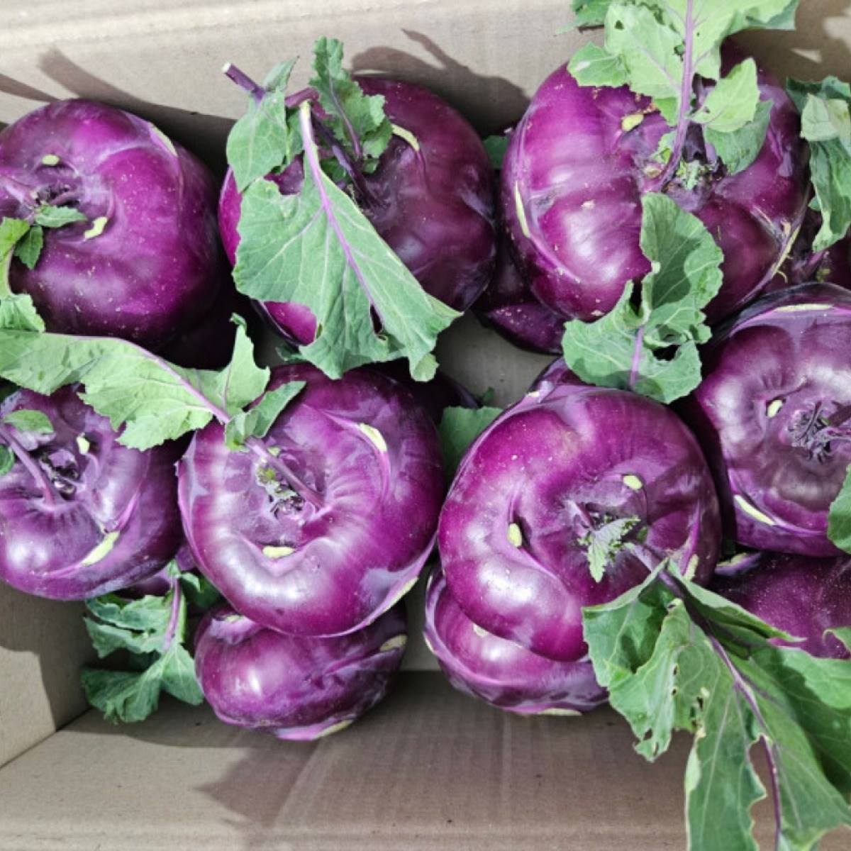 [12브릭스] 삼시세끼연구소 달큰아삭 제주 햇 콜라비 특상품 농장 직송 보라 무우 49,900원