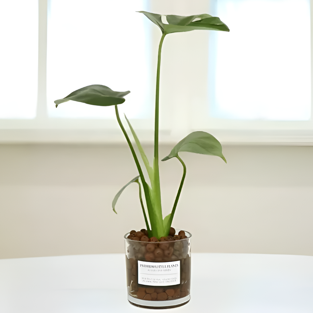 피오그린 천연 가습기 원통유리 하이드로볼 수경세트 공기정화식물 거실인테리어, 1개, 6 몬스테라 13,900원