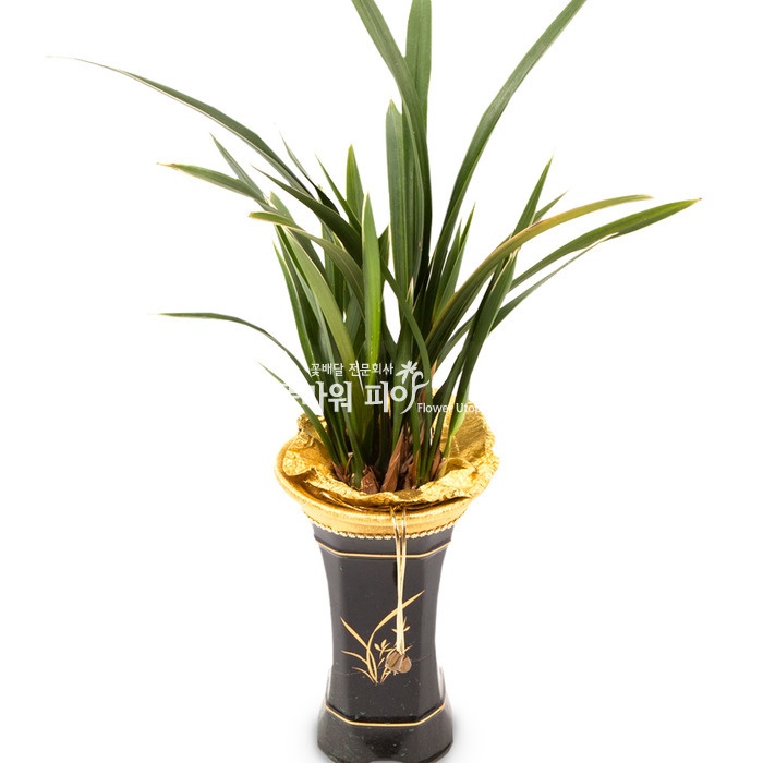 플라워피아 서양란 동양란 축하화분배달 개업 승진 취임 고급선물, 1개, 5.대훈 84,000원