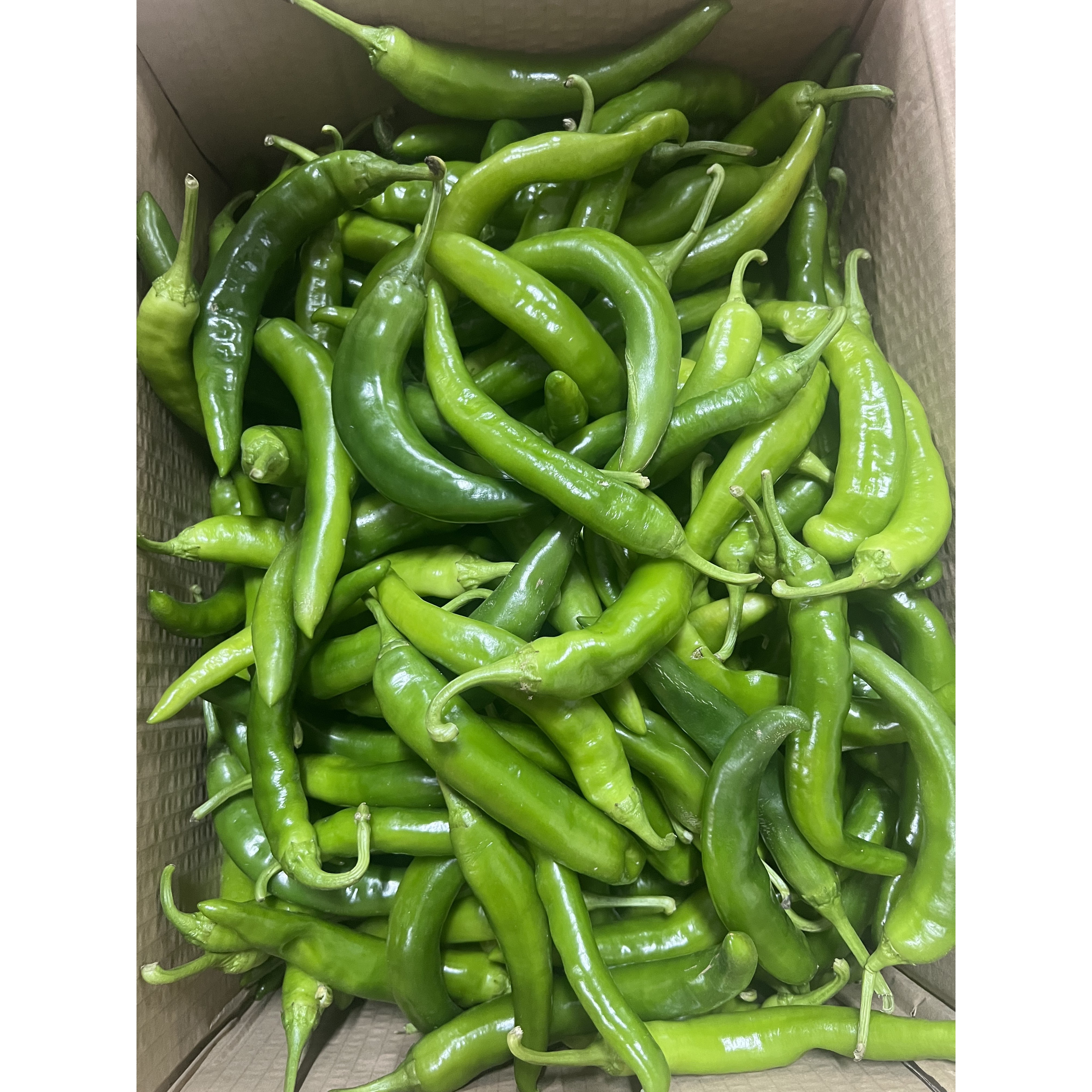 오이맛고추 풋고추 오이고추 못난이 1kg, 오이고추 상 1kg, 1개 9,500원