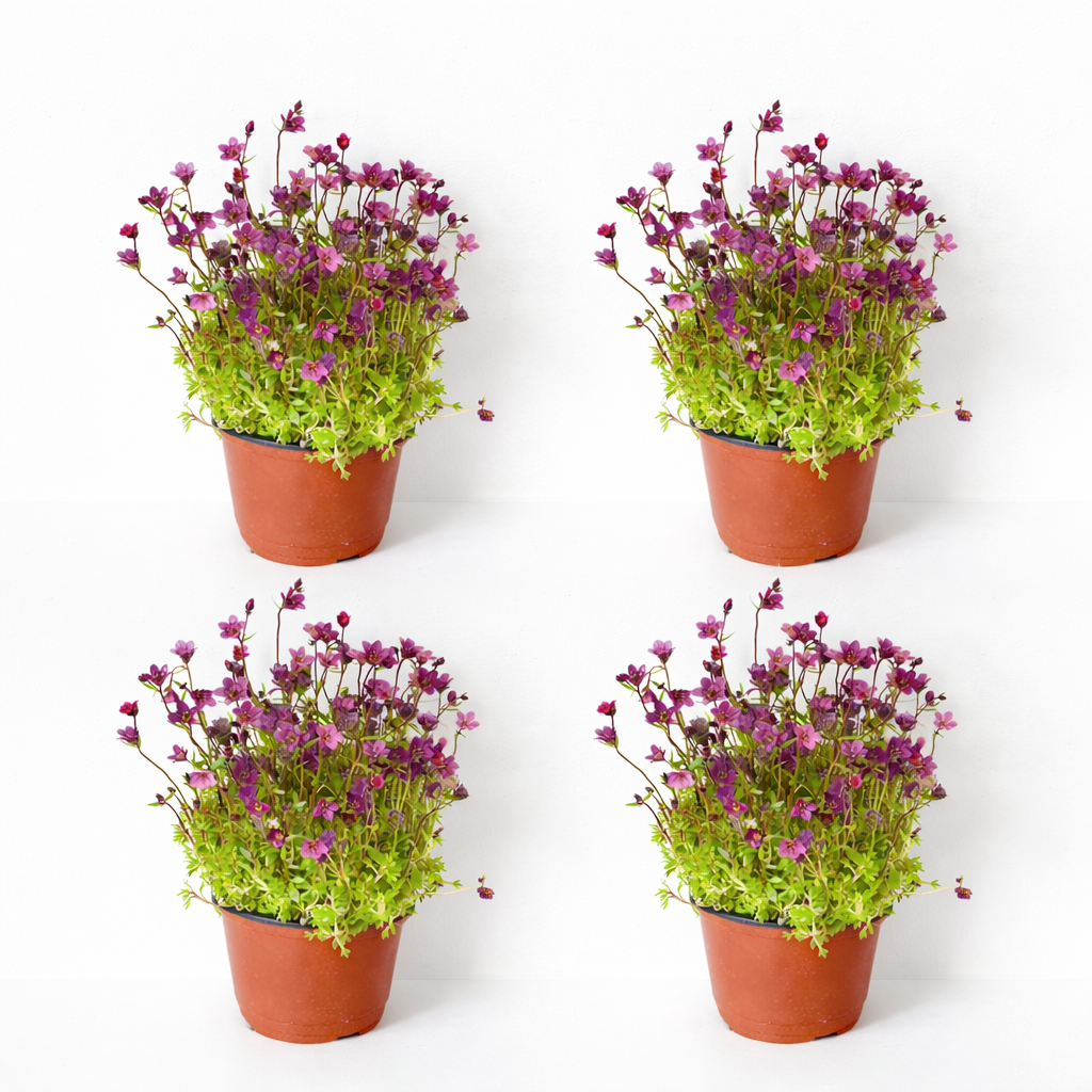 운간초 야생화 꽃모종 천상초 봄꽃 대성식물, 4개, 핑크 14,900원