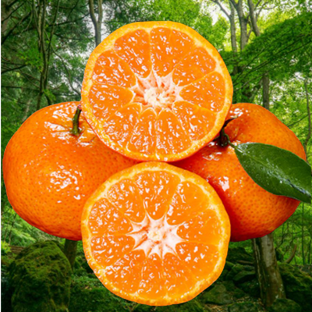 [초특가] 민생안정 꿀당도 제주 감귤 26,900원