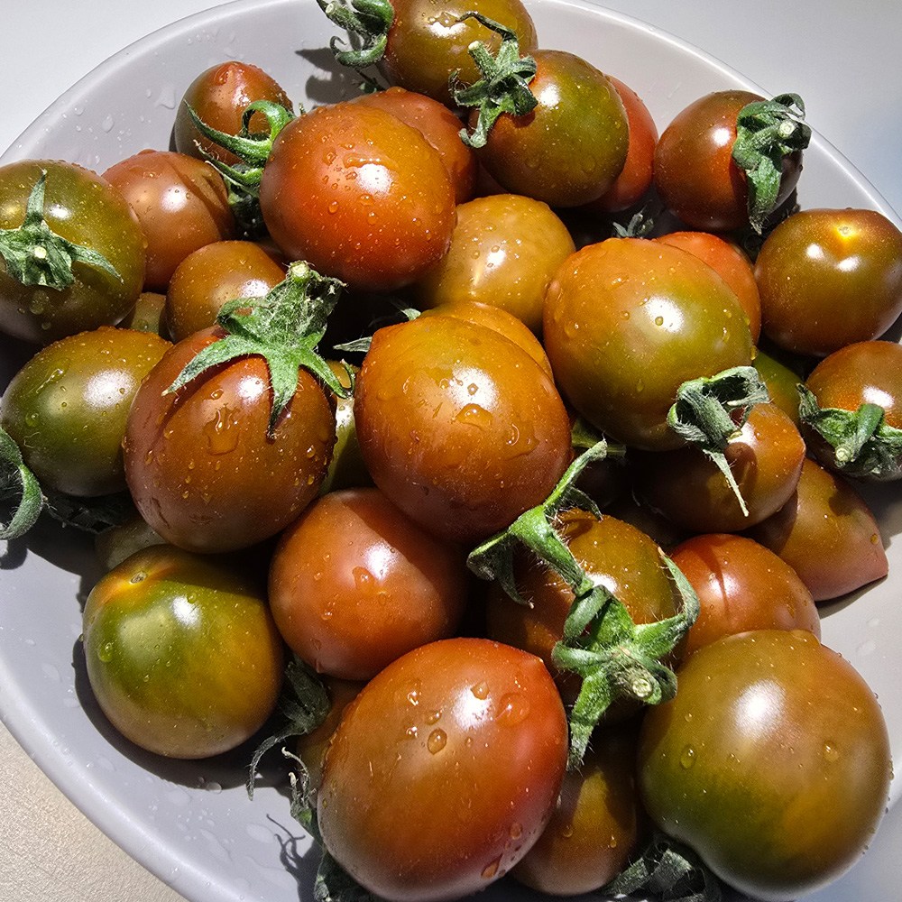 GAP 인증 흑대추 방울토마토 산지직송 고당도 대추방울토마토, 1개, 5kg 59,900원