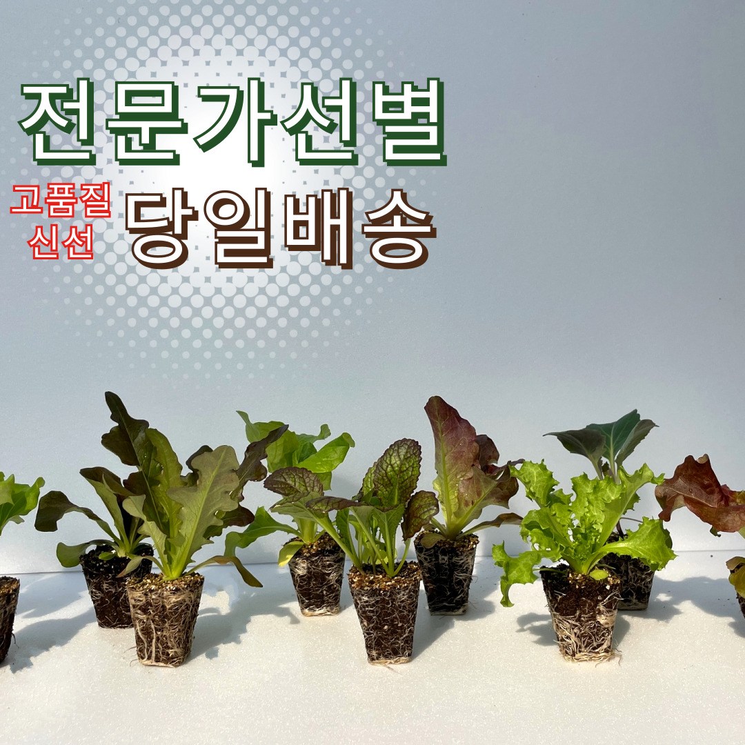 [샐러드+쌈용] 모종 묶음 세트 집에서 상추 키우기 주말농장 텃밭 세트 도시농업 미니 실내 베란다 화단 재배, 12개 10,700원