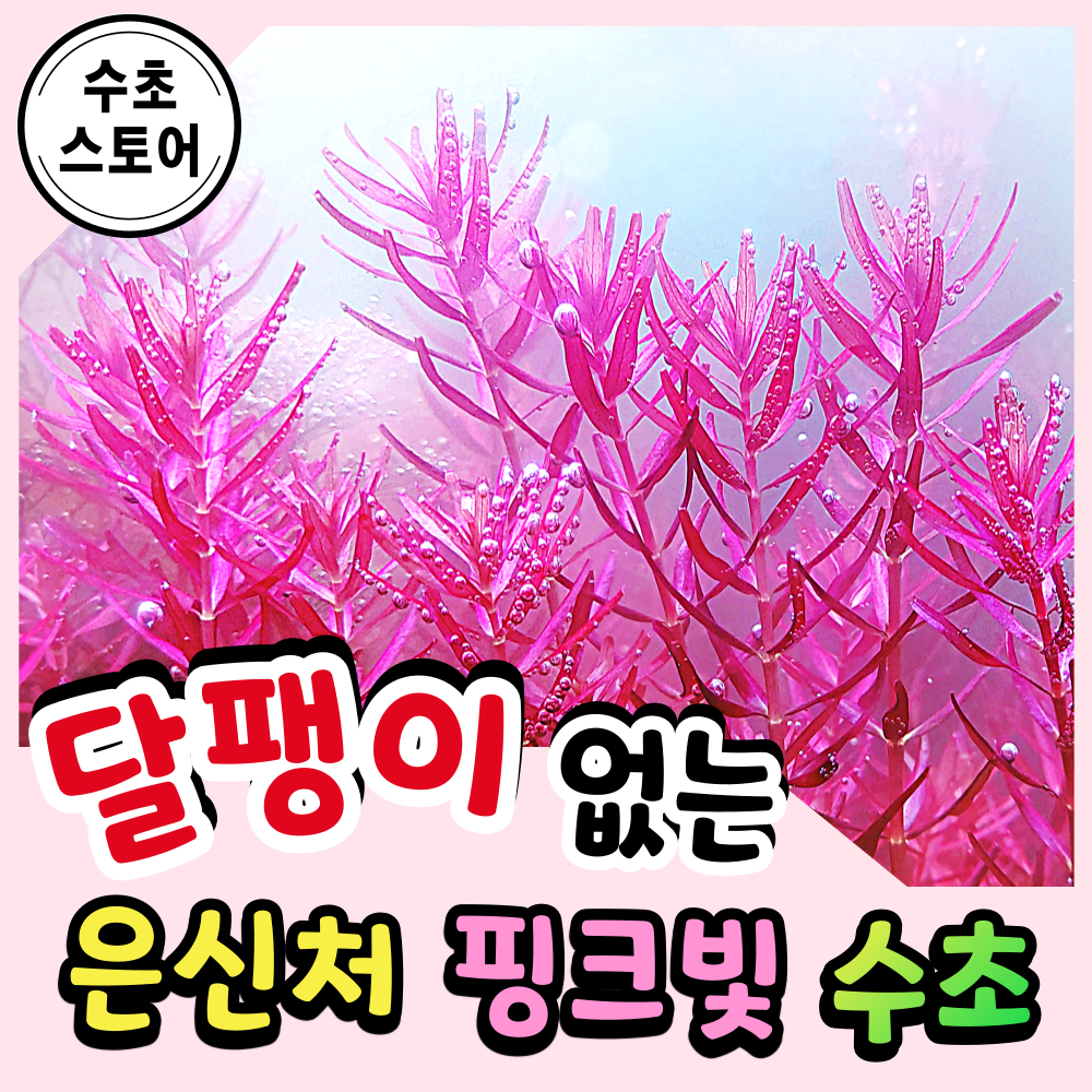 [수초스토어] 검역 붉은수초 로탈라 미얀마 인레 5촉 / 구피 새우 어항 수초 쉬운 예쁜 은신처 중경 후경 초보 풍성한 쉬운 은신처 흑사 붉은 무이탄 치어 베타 열대어 8,900원