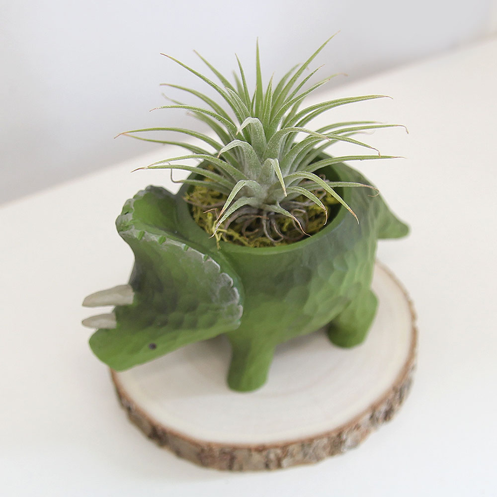 키우기쉬운 아프리카 식물 이오난사 희귀 반려 식물 공룡, 동물 화분, 1개, 트리케라톱스 19,800원