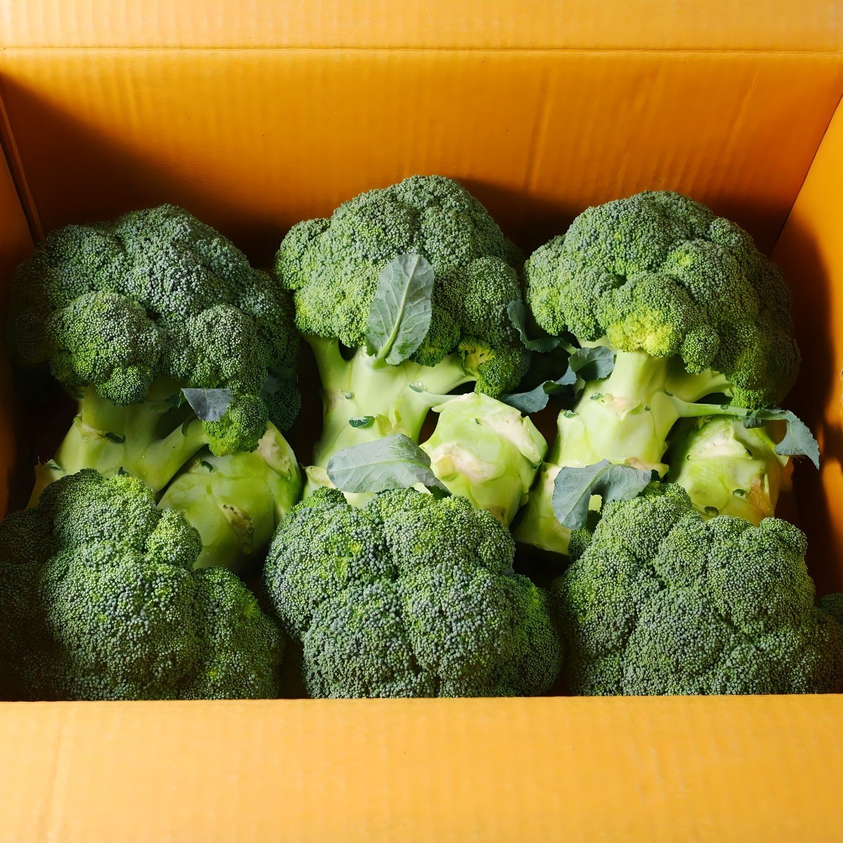 국내산 제주 햇 브로콜리 15,800원