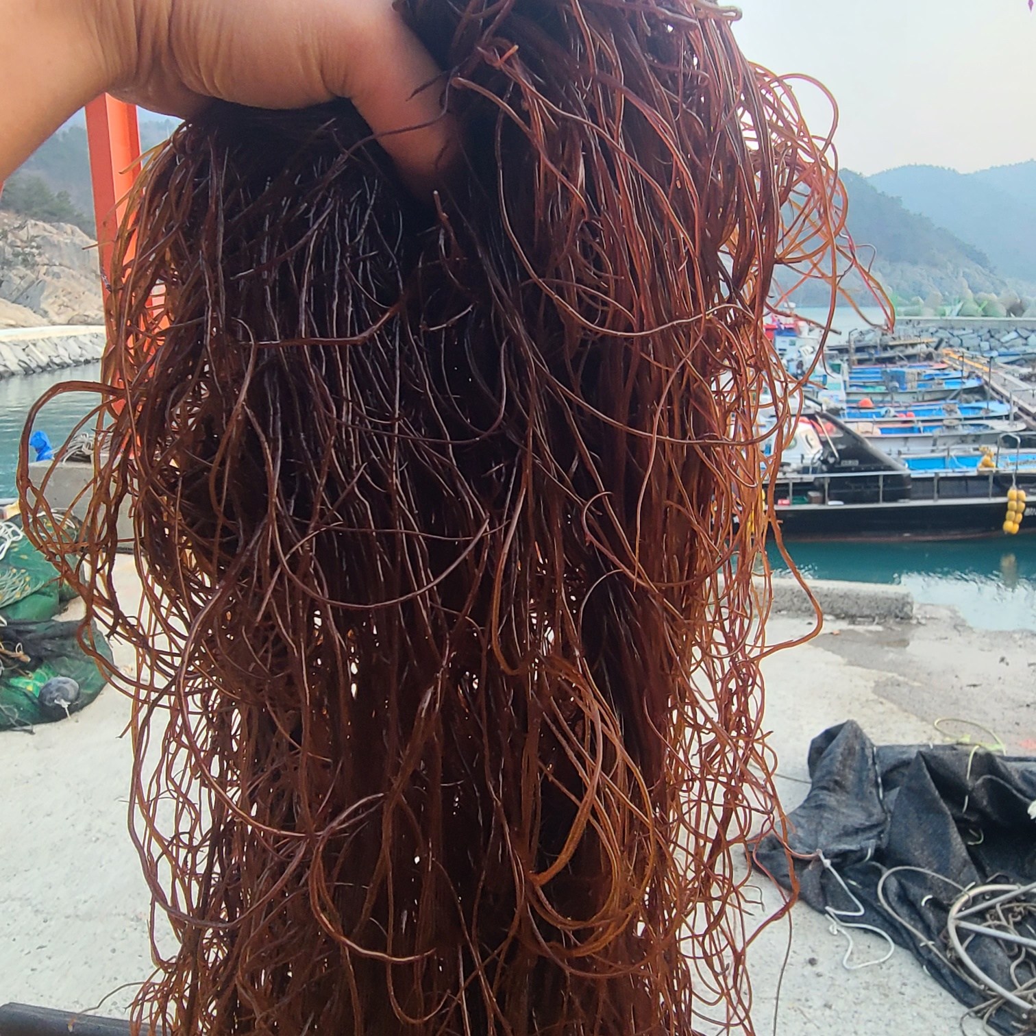 초록수산 완도산 생꼬시래기 2kg 11,900원