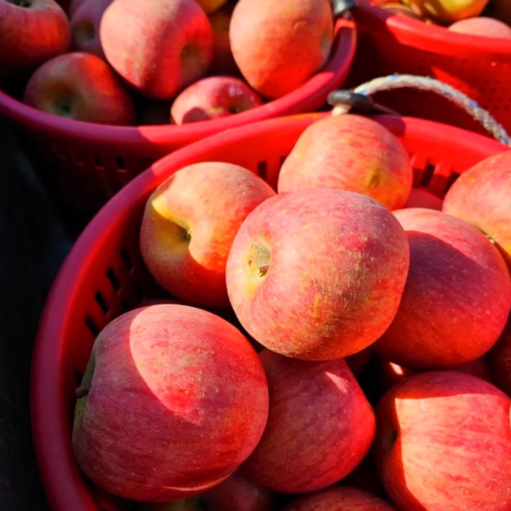 [선착순특가] 입점할인 꿀즙농가 고당도 초특가 꿀사과, 1박스, 10kg 51,900원