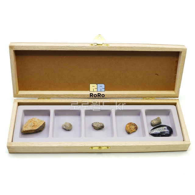 동물 화석 5종 (삼엽충 완족류 산호 암모나이트 오소세라스)/과학 실험 키트 교구 도구 만들기 43,900원