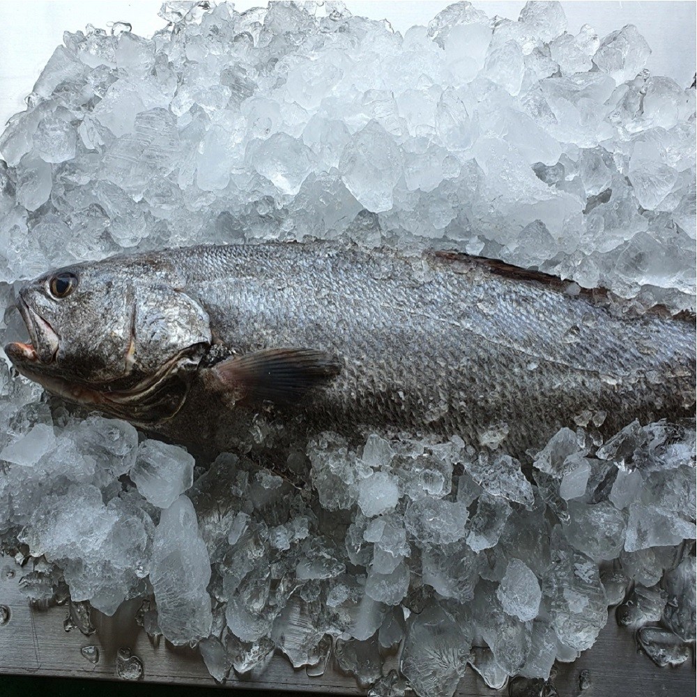 국내산 손질 통민어 특대자 50cm이상, 1개, 생물중량 1.7kg이상 35,600원