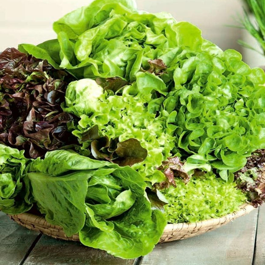 야채왕 프리미엄 모듬 상추 씨앗 3000립 가장 인기있는 7종류 상추 5,800원