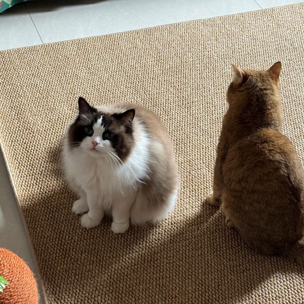 미스터댕댕 스크래쳐 고양이 논슬립 카페트 특대형 화장실 매트 21,750원