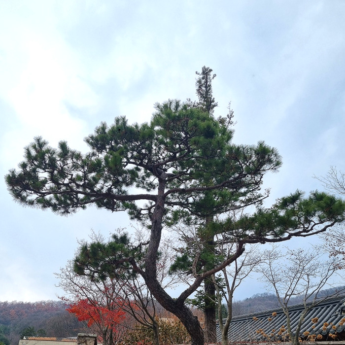 목하원예조경 소나무 적송 육송 플러그묘 1.2m전후 묘목 산림복원용 상록수 정원조경수 준공목 노지월동 15,000원