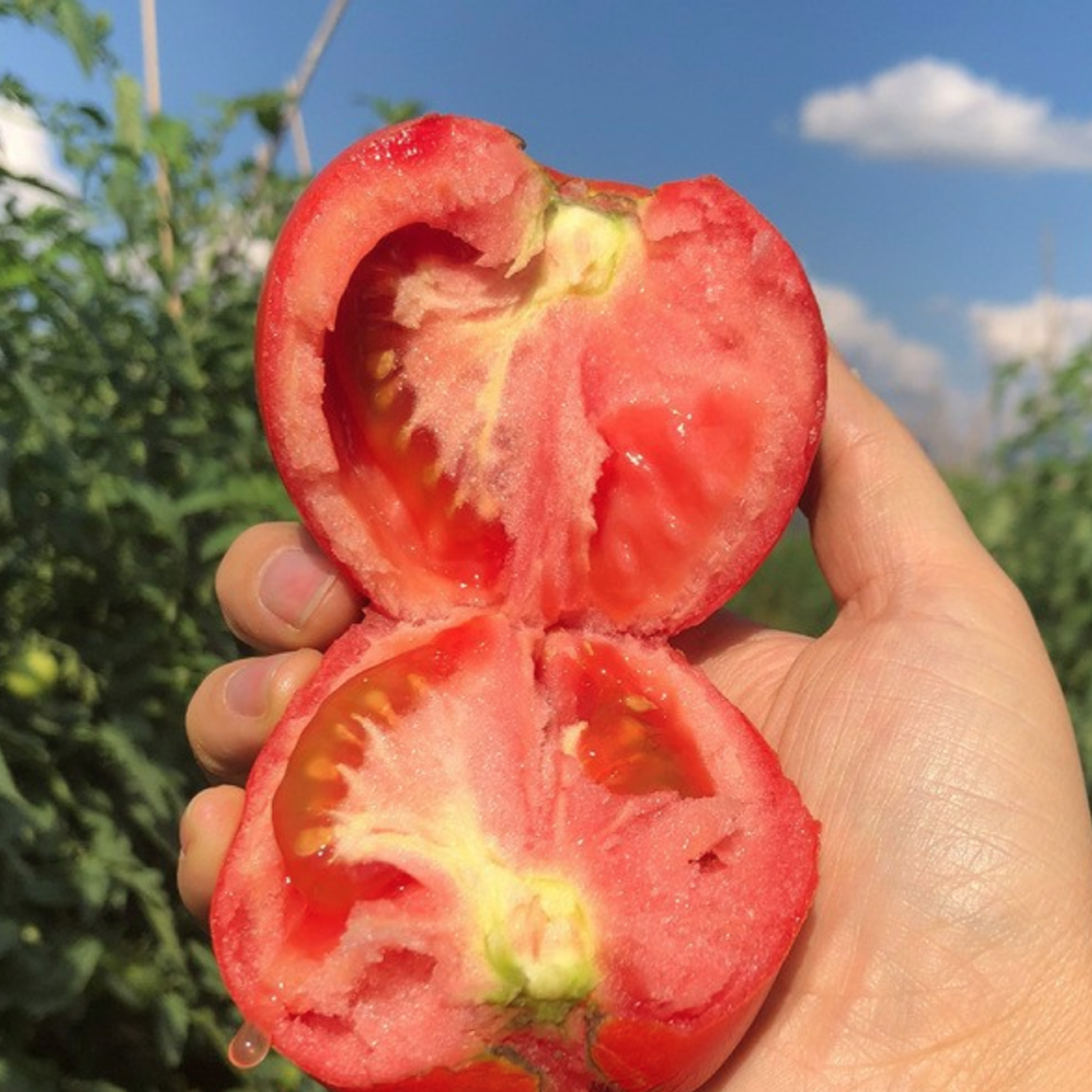 [특품타임특가] 최대8brix이상고당도 산지직송 완숙토마토 초특가할인 29,900원