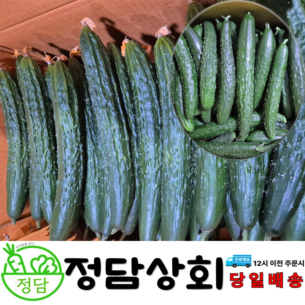 ( 정담상회 ) 국내산 가시오이 못난이오이 오이 3kg , 5kg , 10kg 내외 못난이 가정용 13,800원