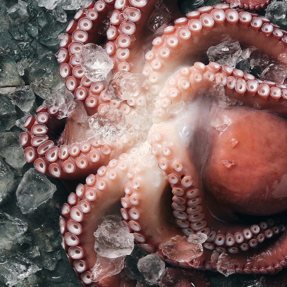 산지직송 자연산 남해 돌문어 171,900원