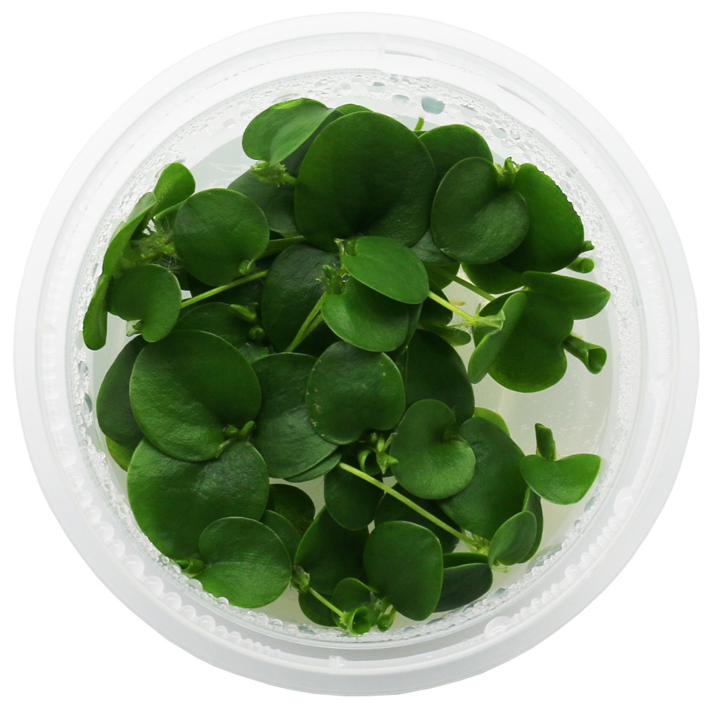 미미네아쿠아 무균 조직 배양수초 - 아마존 프로그비트 (부상수초) 7,560원