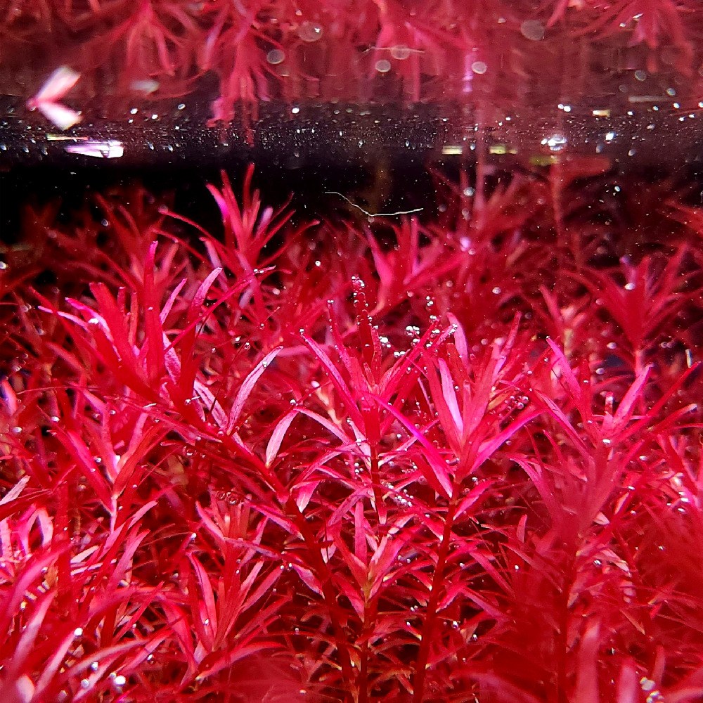 [미초 특가 이벤트] 로타라 블러드 레드 수초 5촉(+2촉)/ 유경 수초 / 초보자 수초 / 어항 수초 9,800원