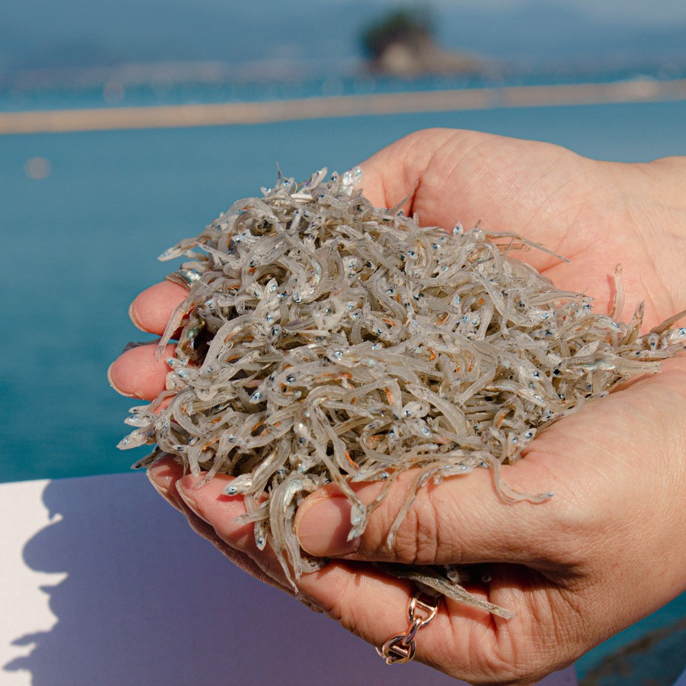 땅끝어부 저염 지리멸치 1.5kg 볶음멸치, 1.5kg, 1개 53,280원