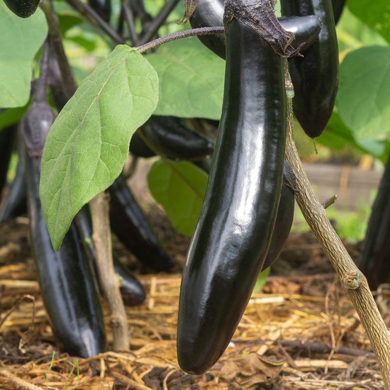 국내산 축양 가지 특상품 3kg 15-22개 24,900원