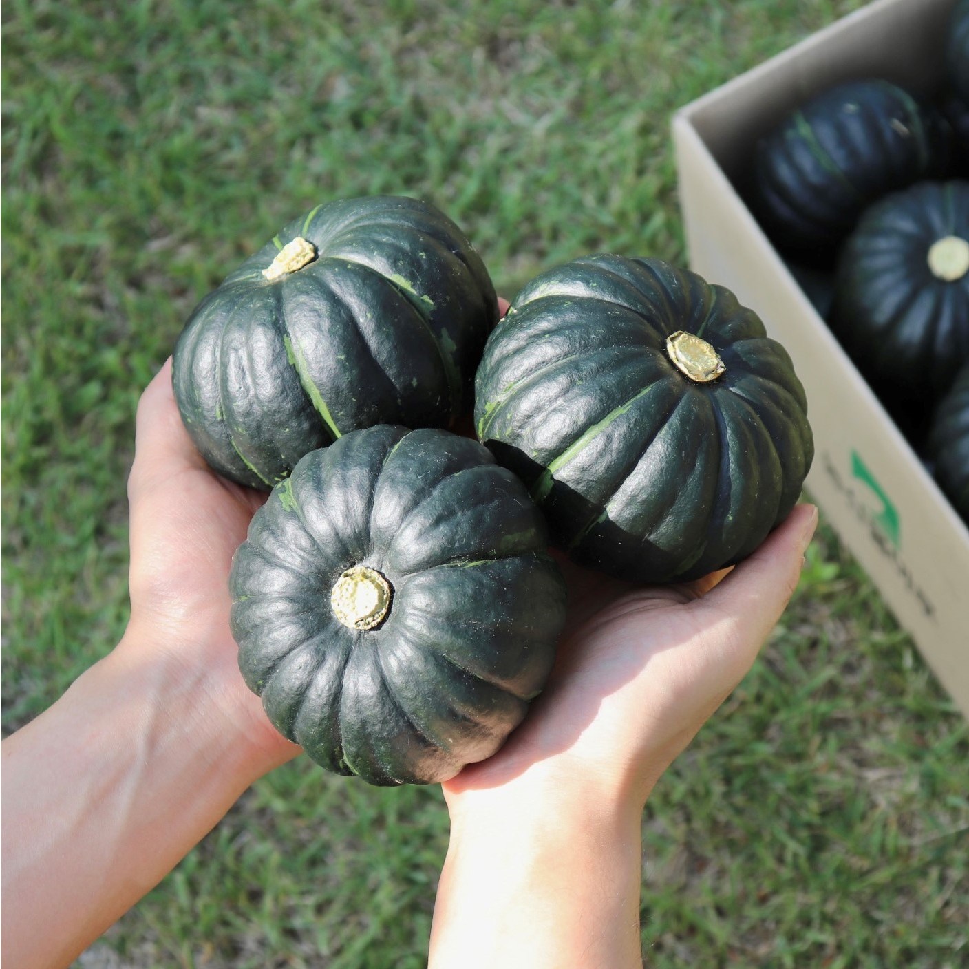 [즉시출고] 미니밤호박 미니단호박 단호박 1kg 2kg 3kg 16,450원