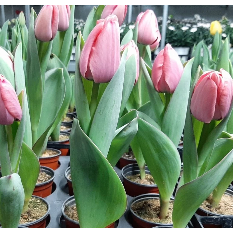 튤립구근 핑크임프레션  에이피플랜츠 6,900원