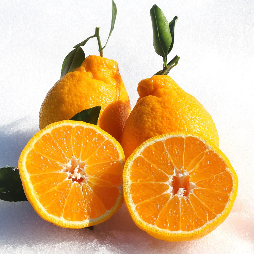 설날선물세트 엄격선별 초고당도 한라봉 26,000원