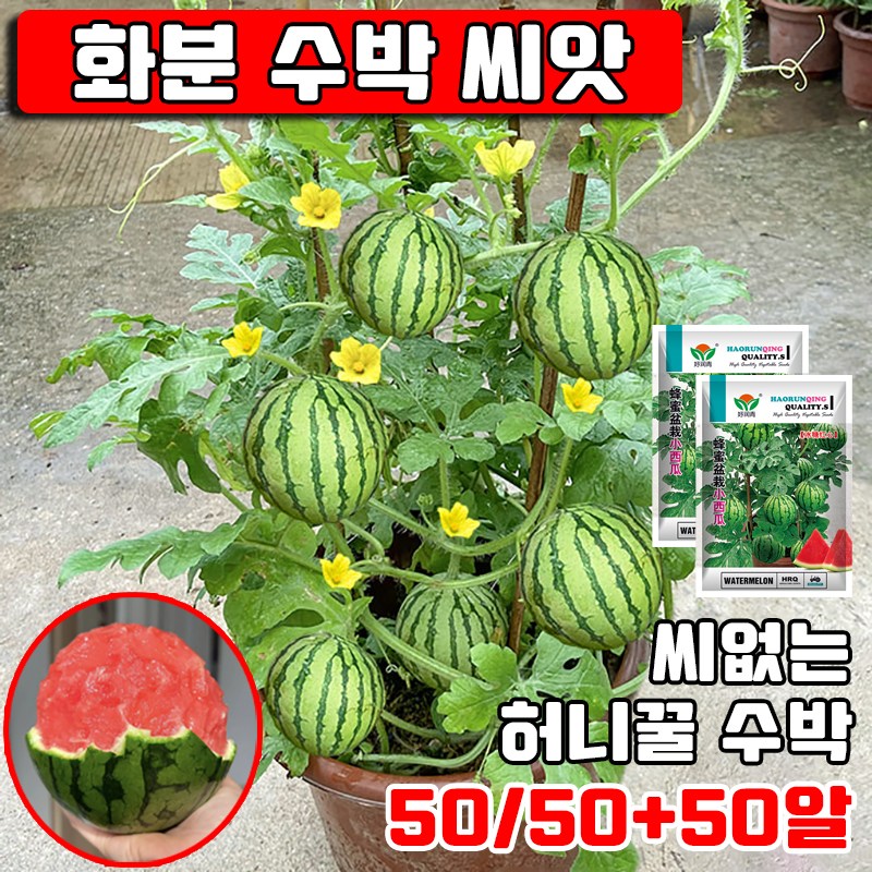 50/50+50알 화분 수박 씨앗 씨없는 수박 씨앗 허니꿀수박 씨앗 종자 베란다 정원 사은품 랜덤 증정 9,970원