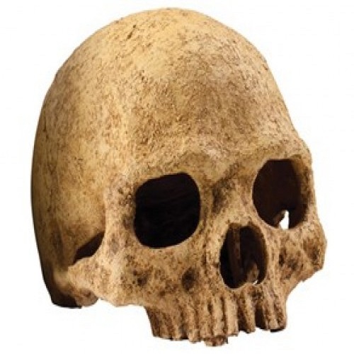 엑소테라 고급 영장류 해골은신처, 1개 16,560원