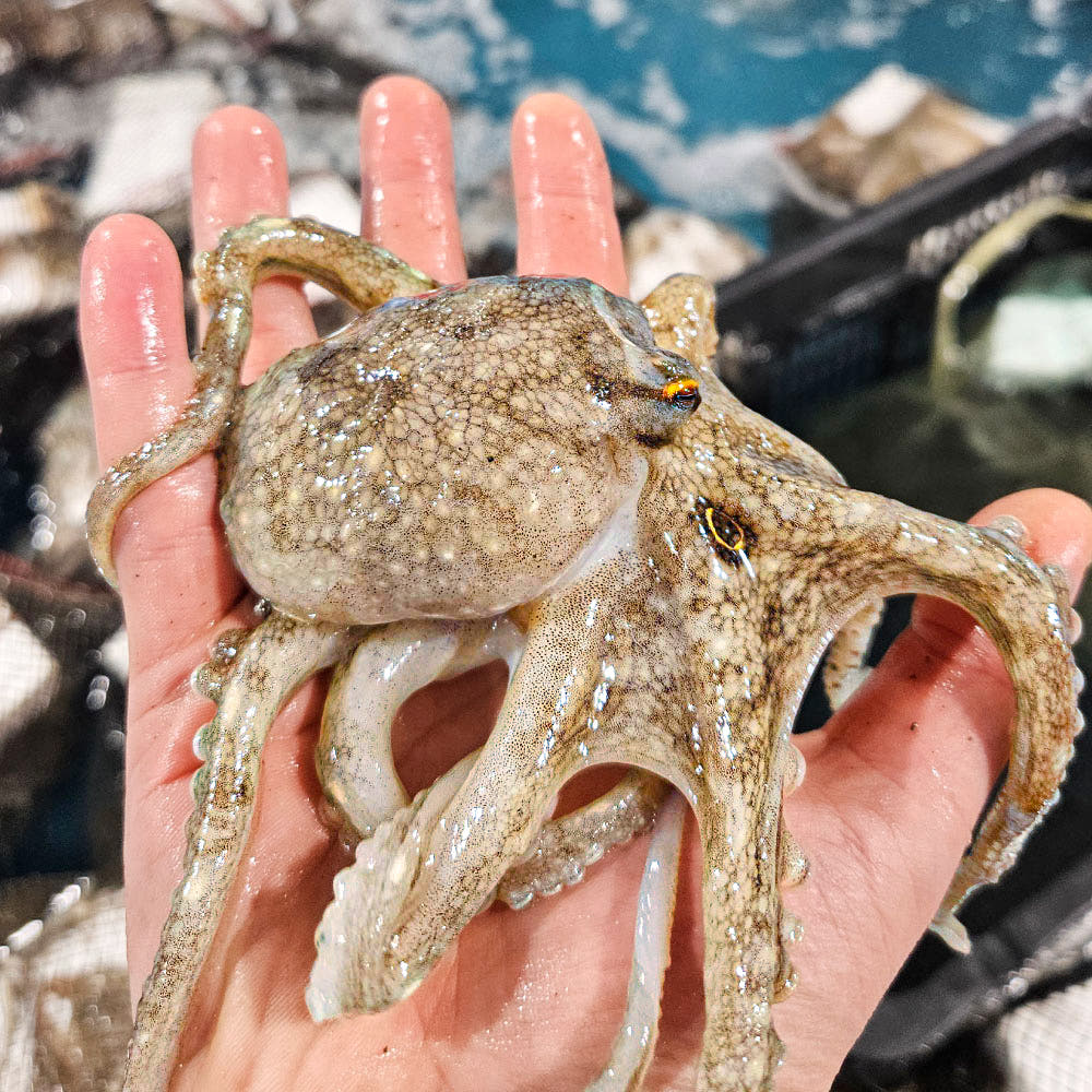 [특가] 당일조업 당일배송 자연산 활쭈꾸미 42,600원