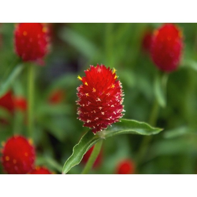 천일홍 5색 씨앗 대포장 선택구매 30,000원