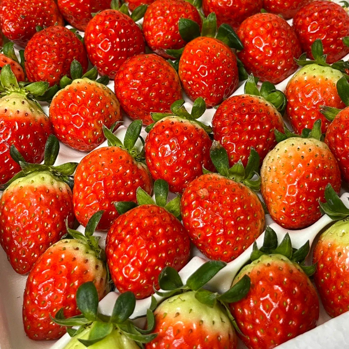 [새벽수확 아침발송] 딸기 논산 설향 생딸기 산지직송 고당도 800g내외, 1세트, [특품]설향딸기 30구 750g내외 21,900원