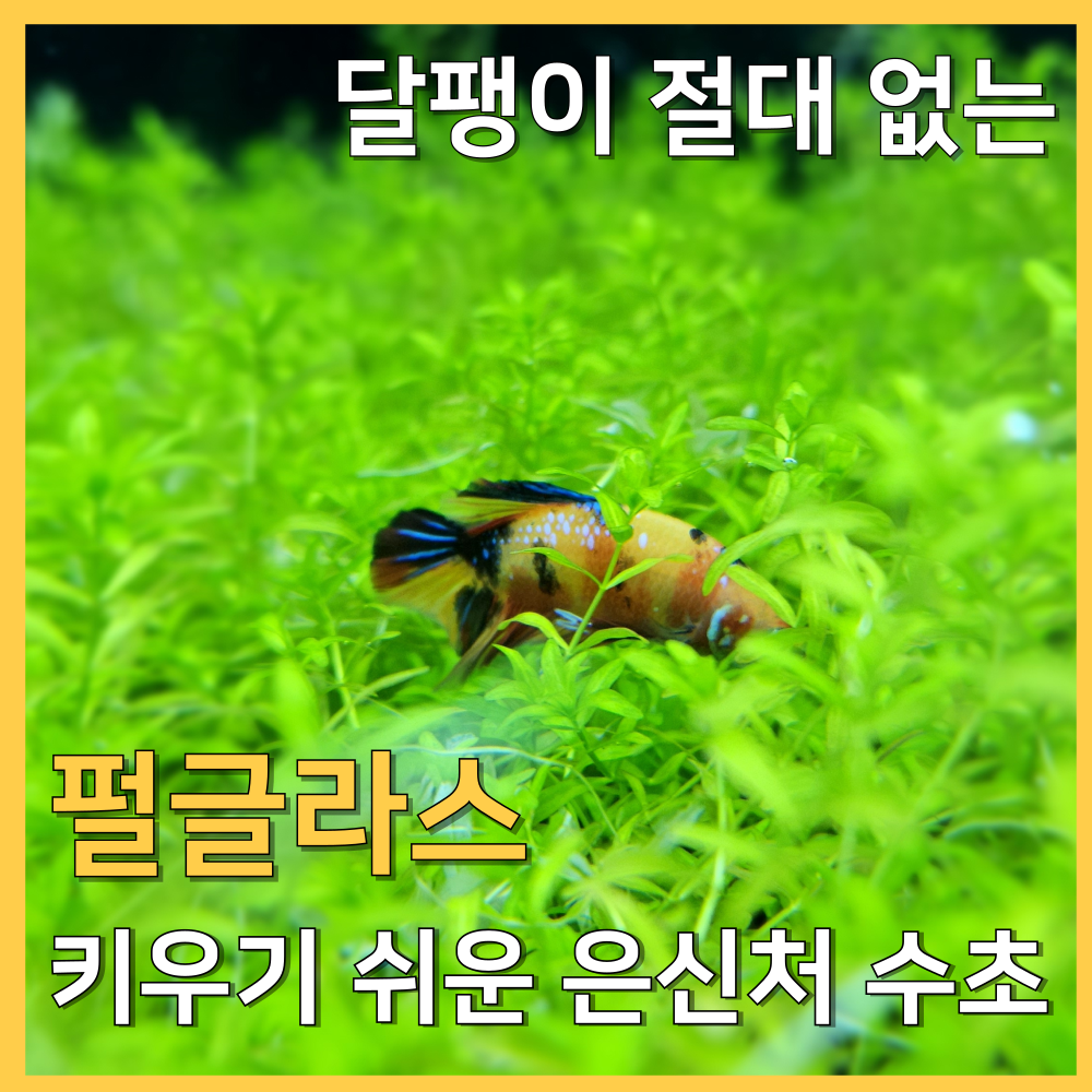 [수초농부] 펄글라스 키우기 쉬운 치어 은신처 폭번수초 흑사 무이탄 중후경수초 5,000원