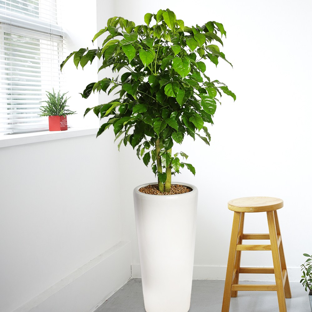 거실화분 녹보수 대형 집들이 개업식 인테리어식물 실내화초 축하화분배달, 1개 92,700원