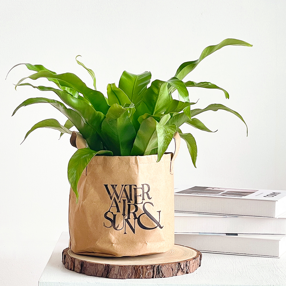 프레시가든 공기정화식물 아비스 + 빈티지 페이퍼백 세트, 혼합색상, 1세트 18,400원