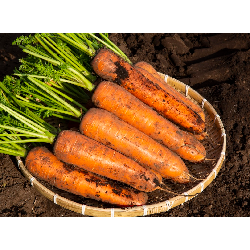 [초초특가] 구좌 당근 산지직배송 20,900원