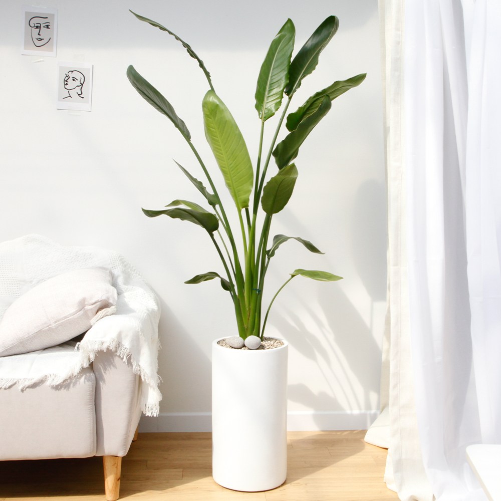 드셀플라워 금전수 뱅갈고무나무  집들이 선물 승진 사무실 이전 병원 개원 개업축하 화분 배달 당일배송 64.대형_극락조(꽃피는)흰색원형 경량화분x 1개 129,000원