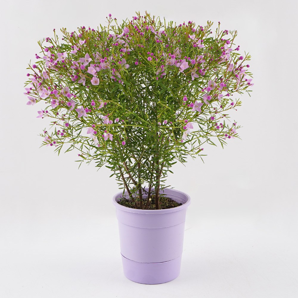 보로니아 피나타 핑크유나 향기나는꽃 14,300원