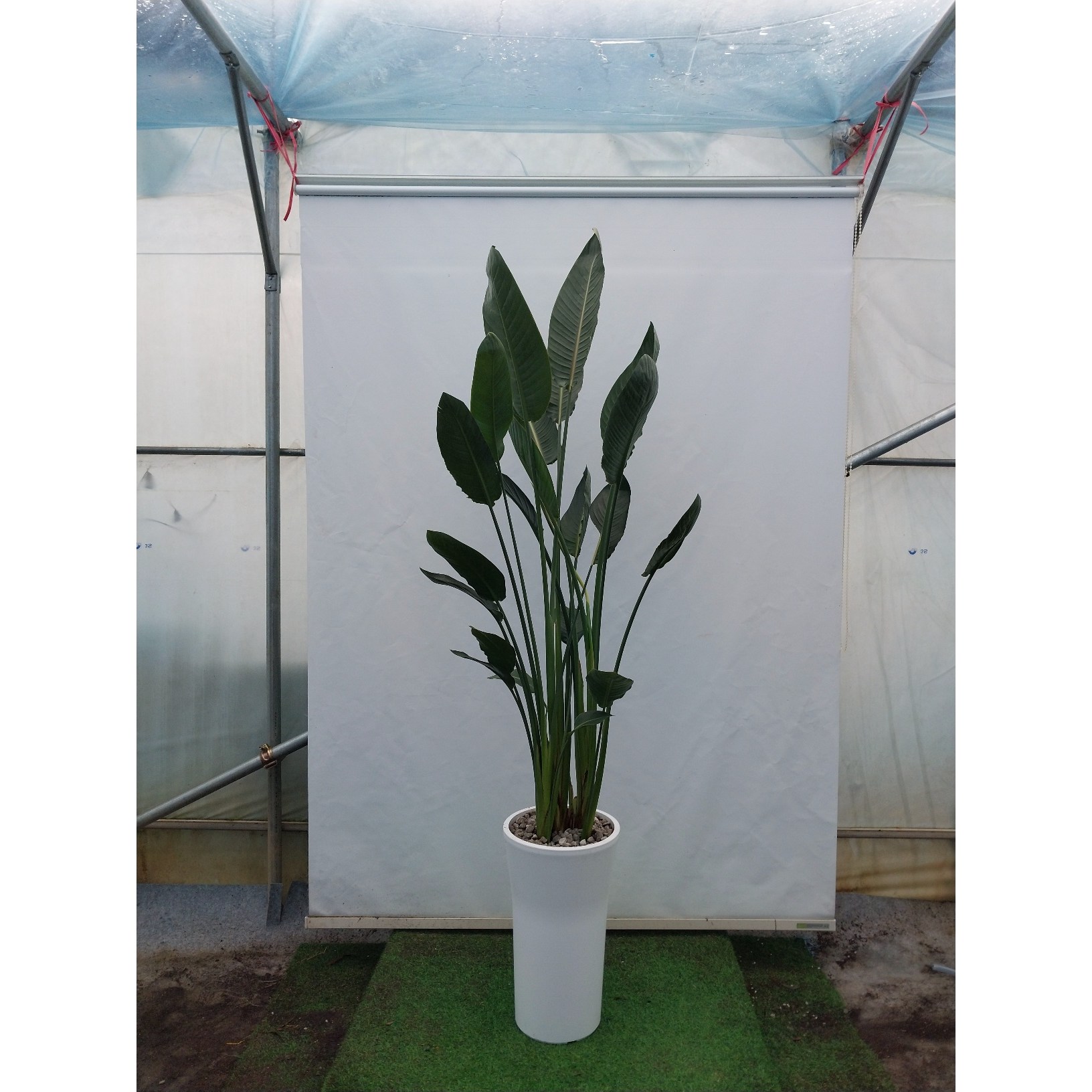 [한정특가 오투트리] 대형 화분 당일무료배송 공기정화식물 축하선물 개업선물 이사선물 승진선물 극락조(180cm) 99,000원