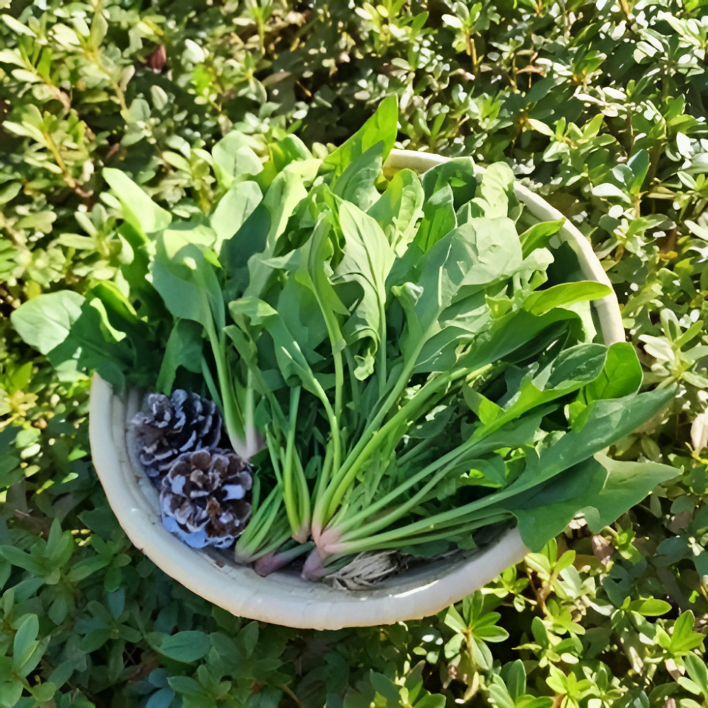 국내산 남해 보물초 영해초 남해초 노지재배 산지직송 신선채소 시금치, 1박스, 4kg 32,300원