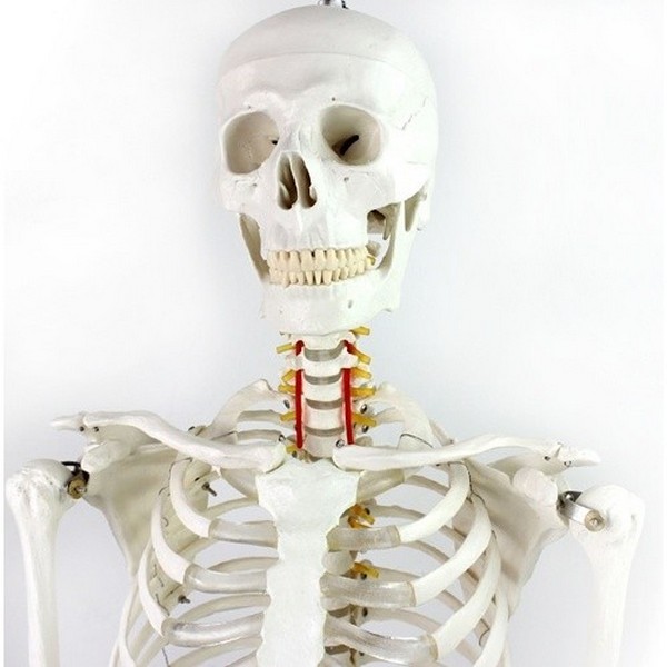 (사이언샵)인체골격모형(170cm.1;1)R 684,000원
