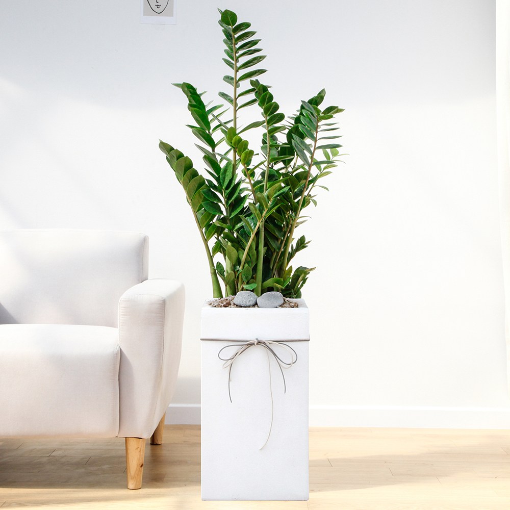 드셀플라워 금전수 돈나무 개업 화분 집들이 선물 승진 사무실 이전 병원 개원 식당 개업식 축하 화분 배달 당일배송 대형 흰색사각 경량화분, 1개, 1.대형_금전수 흰색사각 경량화분 119,000원