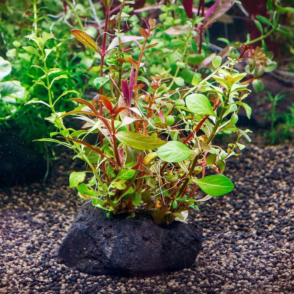 미미네아쿠아 2구 활착수초 - 모듬 수초 9,460원